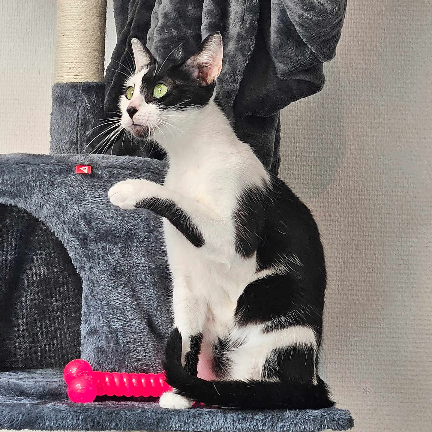 Princesse participe au concours pour gagner de l'argent avec cette photo : alert, animal, black_and_white, cat, cat_tree, curious, feline, fur, green_eyes, home, indoor, mammal, pet, pet_toy, playful, plush, raised_paw, resting, tail, whiskers
