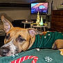 dog, indoor, christmas_sweater, blanket, holiday, decorations, television, furniture, table, lamp, living_room, brown_dog, resting, cozy, warm_lighting, wooden_drawer, christmas_trees, decor, pet, canine