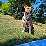 dog, animal, pet, outdoor, grass, harness, sunny, tree, blue_sky, canine, nature, park, sitting, tongue_out, happy, summer, daytime, floral_blanket, leash, playful