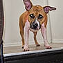 dog, pet, indoor, stairs, brown, white, ears, canine, animal, curious, looking, floor, step, portrait, standing, domestic, mammal, alert, closeup, house