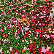 Nina a rejoint le concours — aidez-le/la à gagner de superbes lots ! dog, autumn, fall_leaves, green_grass, leash, outdoor, pet, nature, colorful, leafy_ground, canine, playful, cute, animal, seasonal, park, tree, vibrant, walking, curious