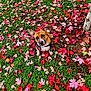 dog, autumn, fall_leaves, green_grass, leash, outdoor, pet, nature, colorful, leafy_ground, canine, playful, cute, animal, seasonal, park, tree, vibrant, walking, curious