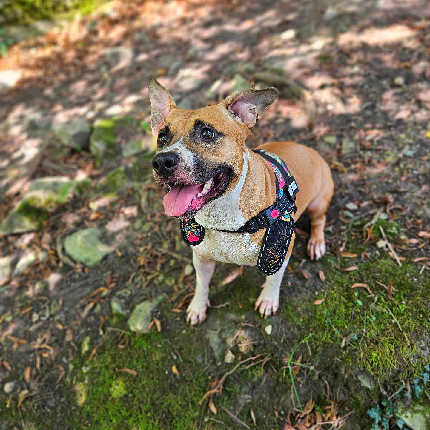 Nina a rejoint le concours — aidez-le/la à gagner de superbes lots ! alert, animal, brown, canine, dog, ears_up, earth, forest, happy, harness, leaves, moss, nature, outdoor, pet, rocks, sunlight, tongue_out, walking, white