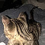cat, tabby, pet, animal, fur, blanket, bed, cozy, indoor, sleeping, paw, tail, striped, domestic_cat, feline, resting, soft, texture, quiet, night