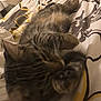 cat, tabby_cat, bed, blanket, pillow, indoor, sleeping, fur, pet, animal, cozy, resting, curled_up, striped, domestic_cat, feline, comfort, soft, relaxation, home