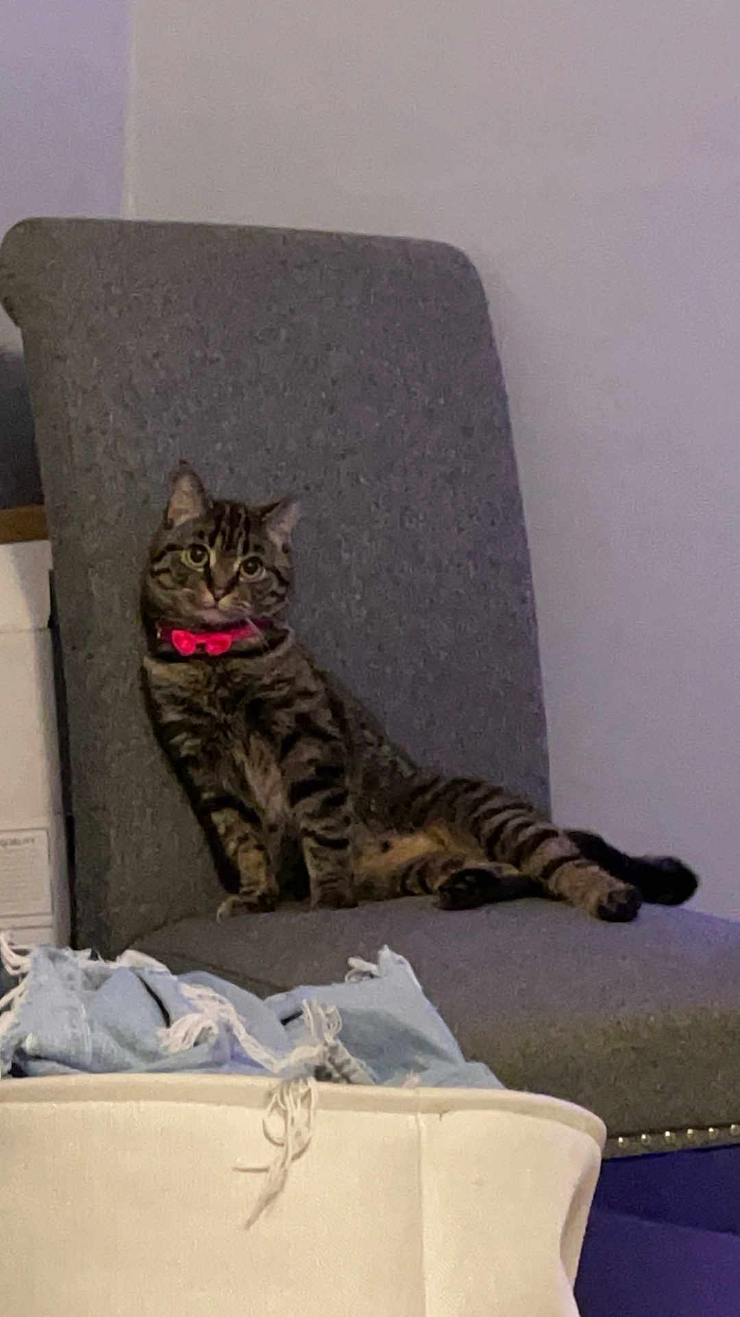Biscuit