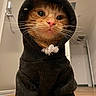 cat, orange_cat, hoodie, clothing, indoor, pet, animal, cute, whiskers, fur, face, eyes, nose, mouth, floor, door, wall, curious, portrait, funny