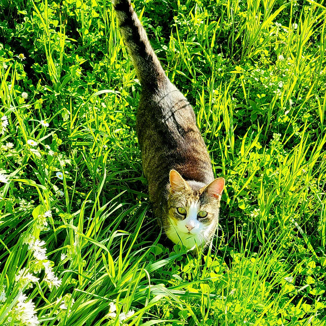 Mohamed Krim participe au concours pour gagner de l'argent avec cette photo : abyssinian, animal, cat, countryside, field, grass, grassland, green, herbal, herbs, kitten, lawn, manx, meadow, nature, outdoors, pet, plant, rural, vegetation