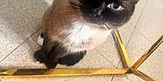 Sun Et Shadow a rejoint le concours — aidez-le/la à gagner de superbes lots ! cat, siamese_cat, blue_eyes, pet, animal, indoor, floor, tile, golden_table, metal, curious, looking_up, whiskers, fur, close_up, domestic_cat, feline, sitting, household, cute