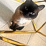 cat, siamese_cat, blue_eyes, pet, animal, indoor, floor, tile, golden_table, metal, curious, looking_up, whiskers, fur, close_up, domestic_cat, feline, sitting, household, cute