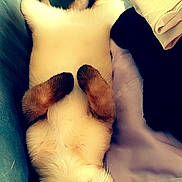 Sun Et Shadow a rejoint le concours — aidez-le/la à gagner de superbes lots ! cat, fluffy, upside_down, relaxed, couch, indoor, pet, fur, whiskers, paws, blanket, cozy, resting, soft, animal, sleepy, home, feline, cute, comfortable