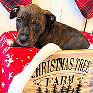 Ruby is registered to the contest to win money with this photo: puppy, dog, brindle, blanket, red_blanket, snowflake_pattern, wooden_crate, christmas_tree_farm_sign, holiday_theme, cozy, indoor, pet, animal, cute, young_dog, floor, plaid, decor, fur, resting