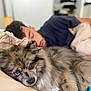Nova participe au concours pour gagner de l'argent avec cette photo : dog, person, bed, sleeping, heterochromia, fur, pillow, blanket, indoors, resting, closeup, relaxing, comfort, home, laying, cute, animal, face, pet, cozy