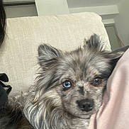 Nova participe au concours pour gagner de l'argent avec cette photo : dog, fluffy, heterochromia, blue_eye, brown_eye, pet, indoor, couch, person, fur, closeup, face, ears, cute, companion, resting, domestic_animal, animal, canine, cozy