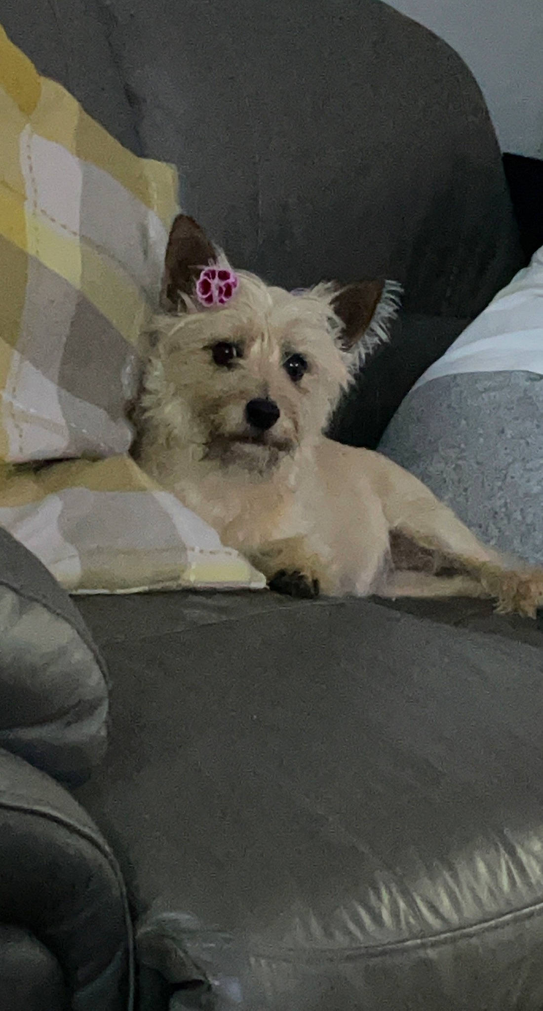 Tilly joined the competition — help win amazing prizes! canidae, carnivore, comfort, companion_dog, dog, dog_breed, dog_supply, fawn, fur, non_sporting_group, small_terrier, snout, sporting_group, tail, terrestrial_animal, toy_dog, working_animal