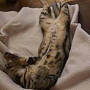 Max a rejoint le concours — aidez-le/la à gagner de superbes lots ! cat, tabby, sleeping, relaxed, blanket, indoor, pet, fur, striped, cozy, paw, cute, resting, animal, feline, comfort, soft, home, laying, nap