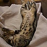 cat, tabby, sleeping, relaxed, blanket, indoor, pet, fur, striped, cozy, paw, cute, resting, animal, feline, comfort, soft, home, laying, nap