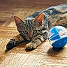 cat, tabby, pet, animal, wood_floor, toy, ball, playful, striped, fur, ears, whiskers, paws, indoor, domestic, curious, resting, closeup, young_cat, flooring
