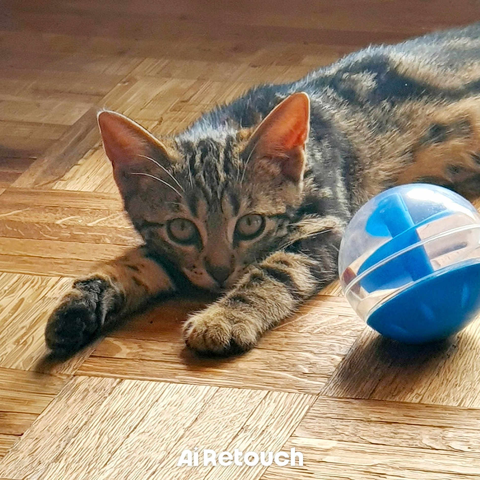 Max participe au concours pour gagner de l'argent avec cette photo : cat, tabby, pet, animal, wood_floor, toy, ball, playful, striped, fur, ears, whiskers, paws, indoor, domestic, curious, resting, closeup, young_cat, flooring