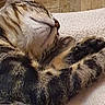 Max a rejoint le concours — aidez-le/la à gagner de superbes lots ! cat, tabby, sleeping, cozy, nap, paws, fur, whiskers, indoor, blanket, relaxing, cute, pet, feline, closeup, resting, soft, warm, comfort, animal