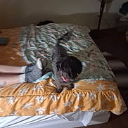 Bridget is registered to the contest to win money with this photo: animal, bed, blanket, cozy, dog, domestic, fabric, fan, floor, furniture, indoor, legs, pattern, paw, person, pet, rest, room, sleeping_area, socks