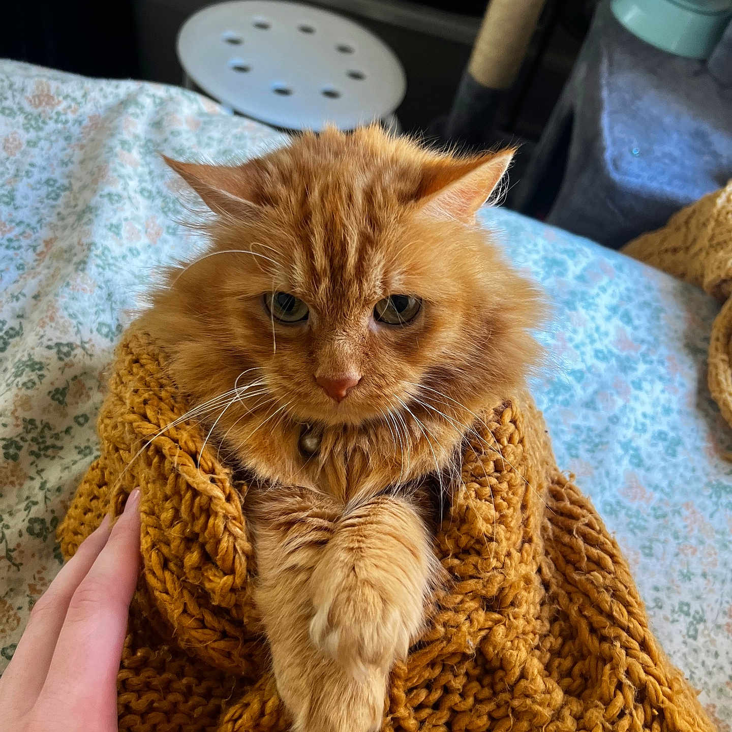Orange Juice joined the competition — help win amazing prizes! bed, blanket, cat, closeup, comfort, cozy, cute, domestic_animal, feline, fluffy, fur, ginger_cat, hand, indoor, knit_blanket, mustard_color, paws, pet, resting, warm