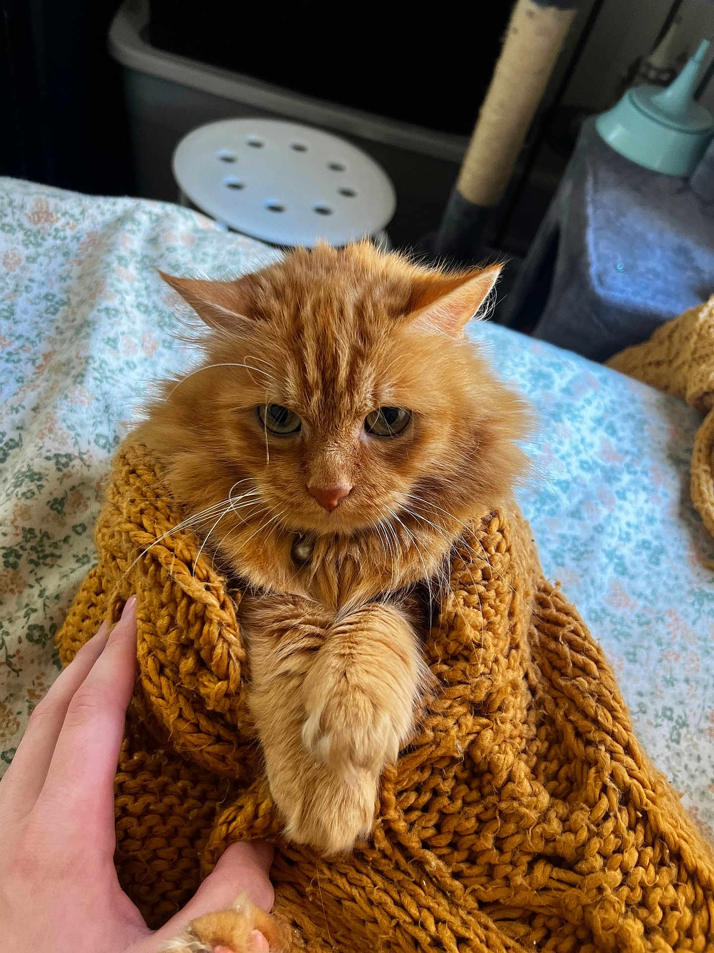 Orange Juice joined the competition — help win amazing prizes! cat, ginger_cat, fluffy, knit_blanket, mustard_color, paws, indoor, bed, hand, cozy, pet, feline, fur, cute, resting, blanket, domestic_animal, comfort, warm, closeup