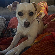 Josie is registered to the contest to win money with this photo: dog, puppy, small_dog, cream_fur, brown_eyes, floppy_ears, collar, tag, sitting, indoors, blanket, couch, living_room, portrait, close_up, pet, cute, wide_eyed, cozy, snuggling