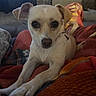 dog, puppy, small_dog, cream_fur, brown_eyes, floppy_ears, collar, tag, sitting, indoors, blanket, couch, living_room, portrait, close_up, pet, cute, wide_eyed, cozy, snuggling