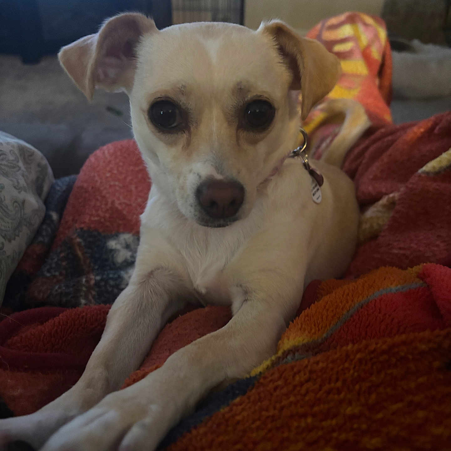 Josie is registered to the contest to win money with this photo: dog, puppy, small_dog, cream_fur, brown_eyes, floppy_ears, collar, tag, sitting, indoors, blanket, couch, living_room, portrait, close_up, pet, cute, wide_eyed, cozy, snuggling