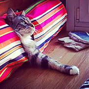 Kumal participe au concours pour gagner de l'argent avec cette photo :