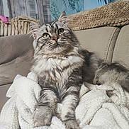 Volt a rejoint le concours — aidez-le/la à gagner de superbes lots ! cat, fluffy, green_eyes, blanket, couch, indoor, pet, feline, comfortable, curious, cozy, fur, whiskers, relaxed, home, animal, portrait, soft, resting, living_room