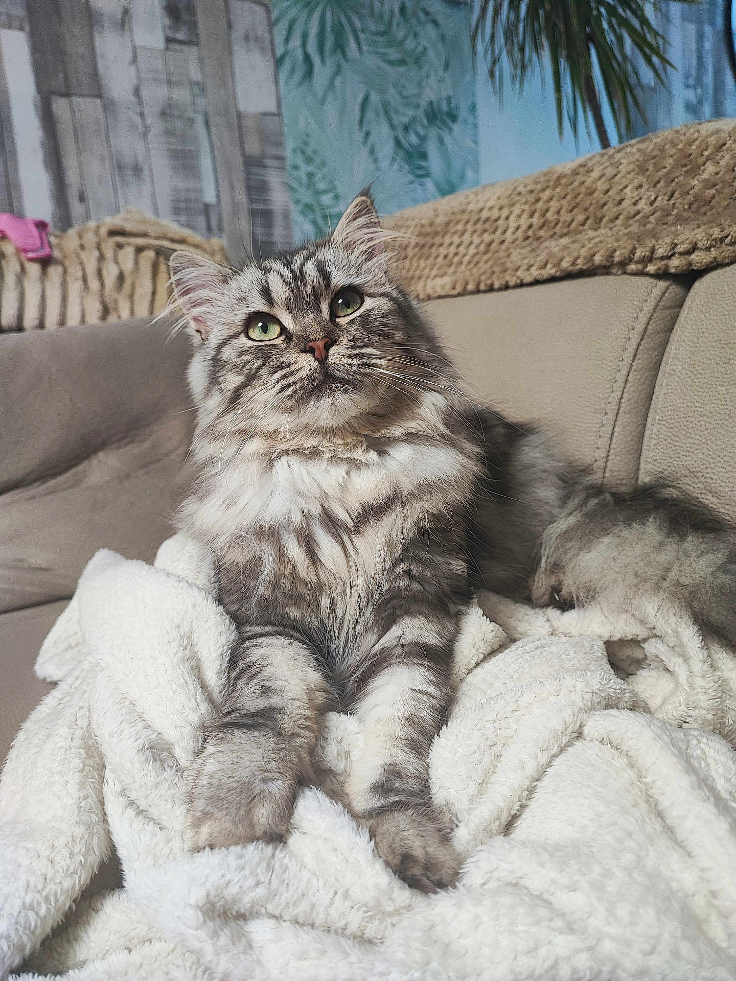 Volt a rejoint le concours — aidez-le/la à gagner de superbes lots ! cat, fluffy, green_eyes, blanket, couch, indoor, pet, feline, comfortable, curious, cozy, fur, whiskers, relaxed, home, animal, portrait, soft, resting, living_room