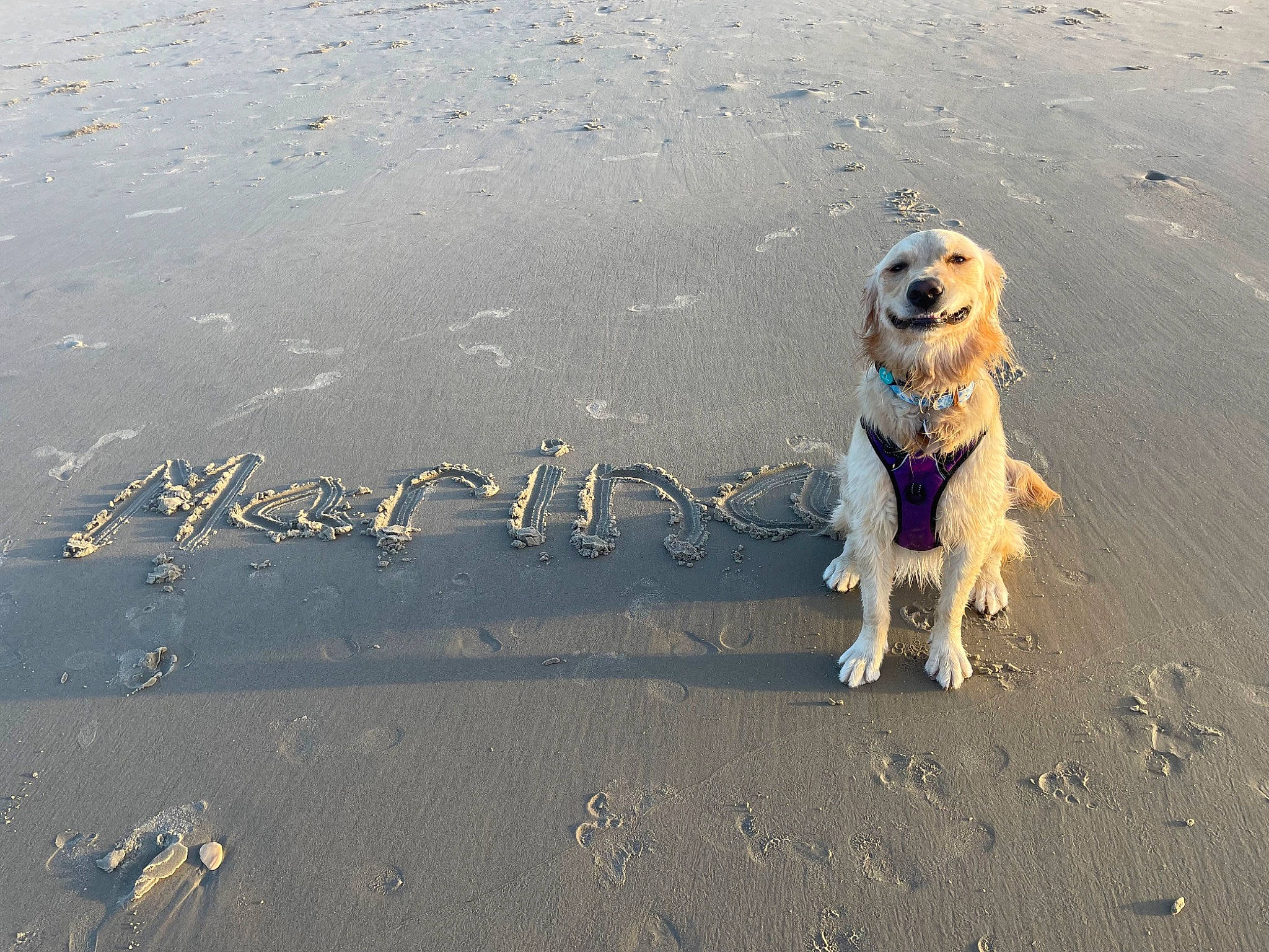 Marina is registered to the contest to win money with this photo: asphalt, beach, canidae, carnivore, companion_dog, dog, dog_breed, fawn, happy, horizon, landscape, ocean, people_in_nature, sand, shadow, sitting, soil, sporting_group, sunglasses, wind_wave