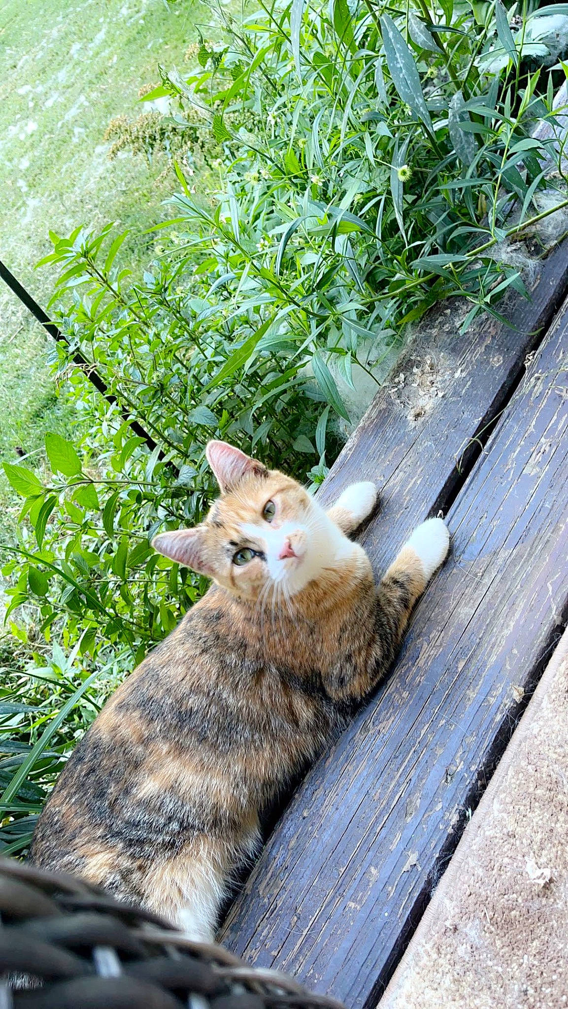 Cassie is registered to the contest to win money with this photo: canidae, carnivore, cat, dog_breed, domestic_short_haired_cat, fawn, felidae, fur, grass, leaf, plant, small_to_medium_sized_cats, snout, tail, terrestrial_animal, tree, trunk, twig, whiskers, wood