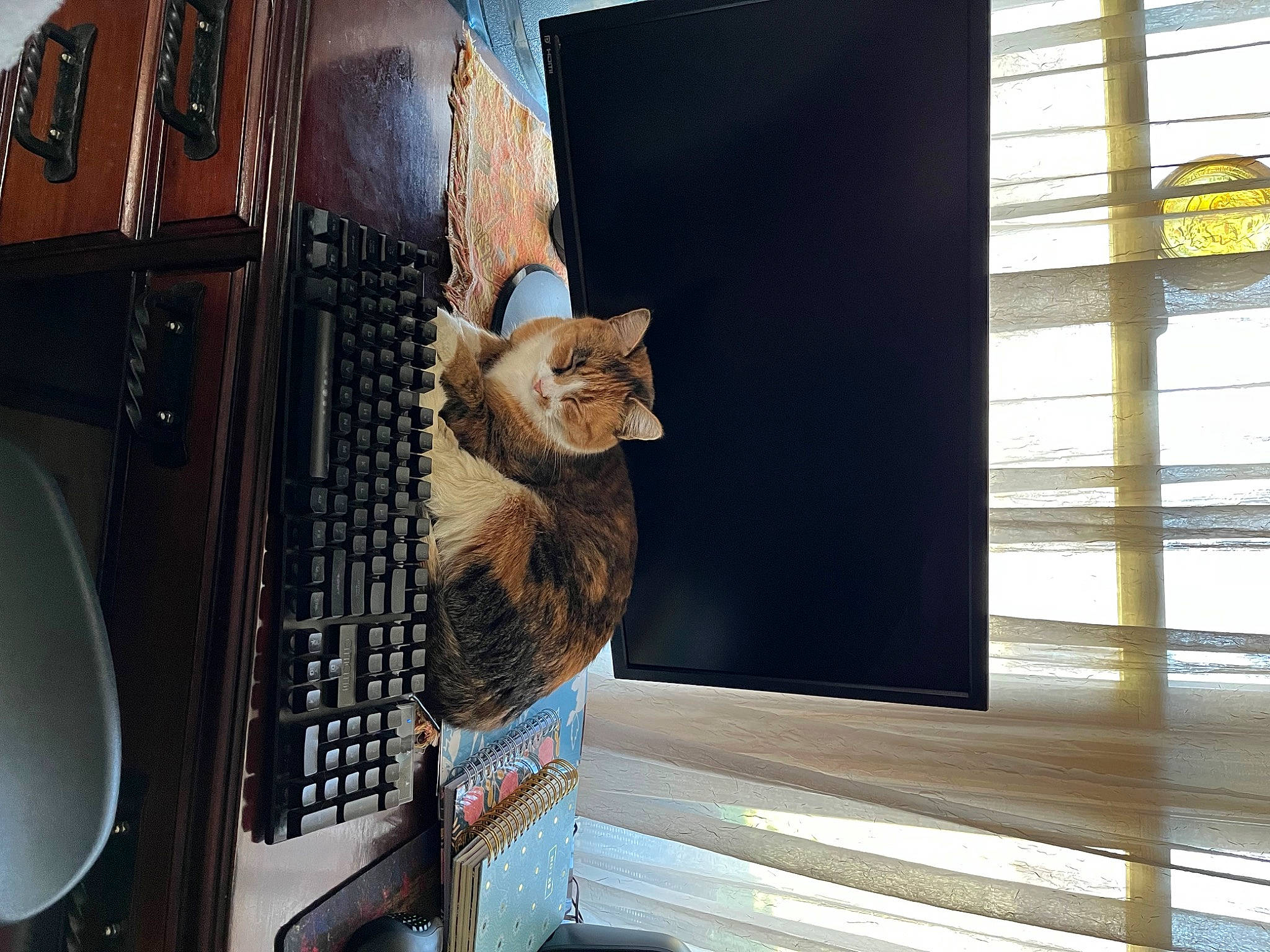 Cassie is registered to the contest to win money with this photo: audio_equipment, automotive_design, automotive_exterior, cat, computer, computer_hardware, desktop_computer, display_device, domestic_short_haired_cat, felidae, machine, metal, output_device, personal_computer, shade, small_to_medium_sized_cats, vehicle_door, whiskers, window, wood