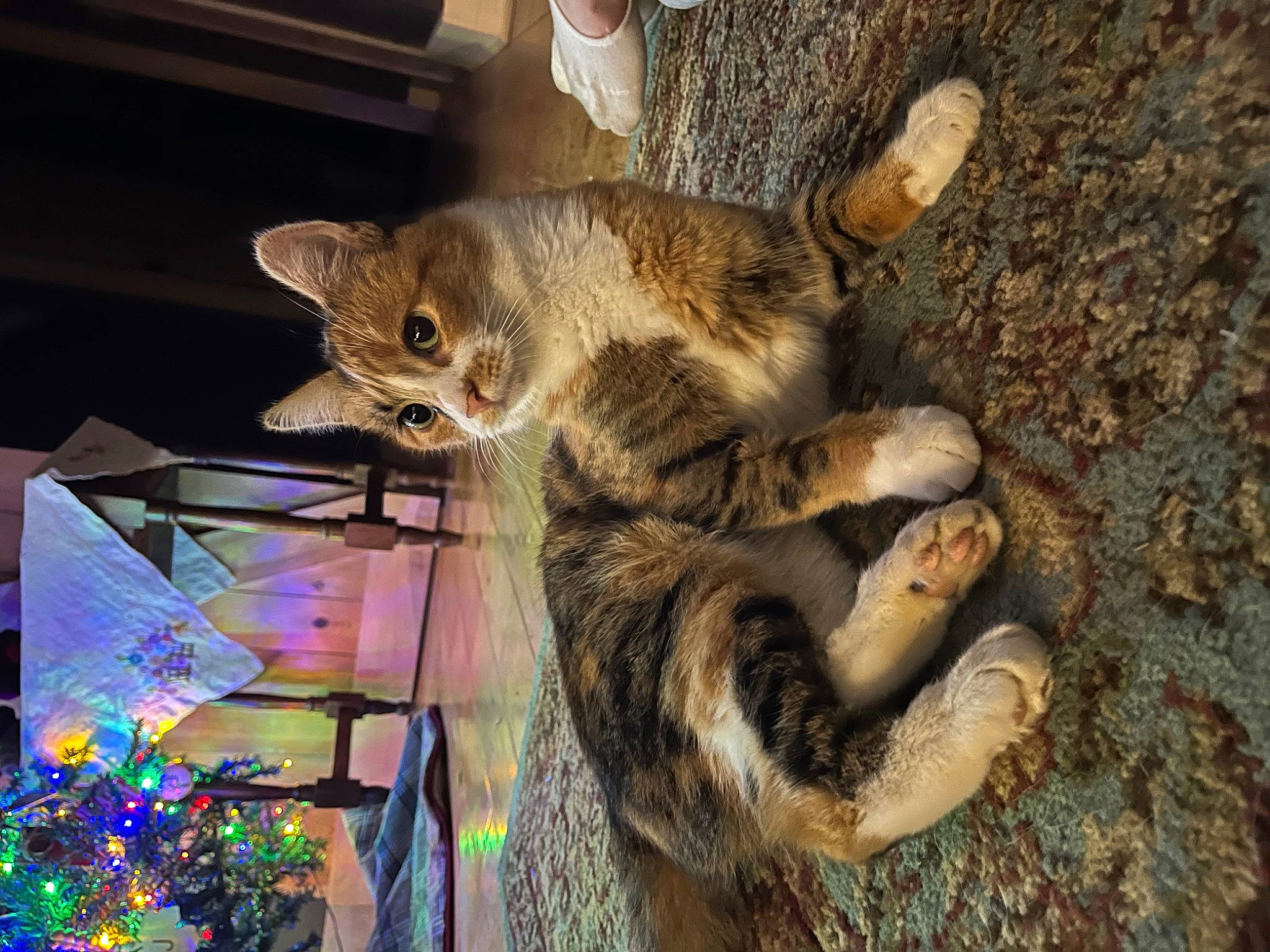 Cassie is registered to the contest to win money with this photo: carnivore, cat, claw, domestic_short_haired_cat, entertainment, event, fawn, felidae, fur, organism, paw, small_to_medium_sized_cats, snout, tail, terrestrial_animal, tree, trunk, whiskers, wildlife, wood