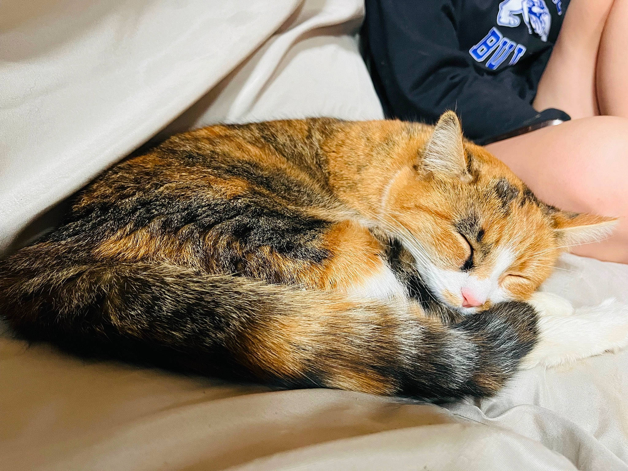 Cassie is registered to the contest to win money with this photo: carnivore, cat, claw, comfort, domestic_short_haired_cat, felidae, fur, human_leg, linens, nap, paw, sitting, small_to_medium_sized_cats, tail, terrestrial_animal, whiskers