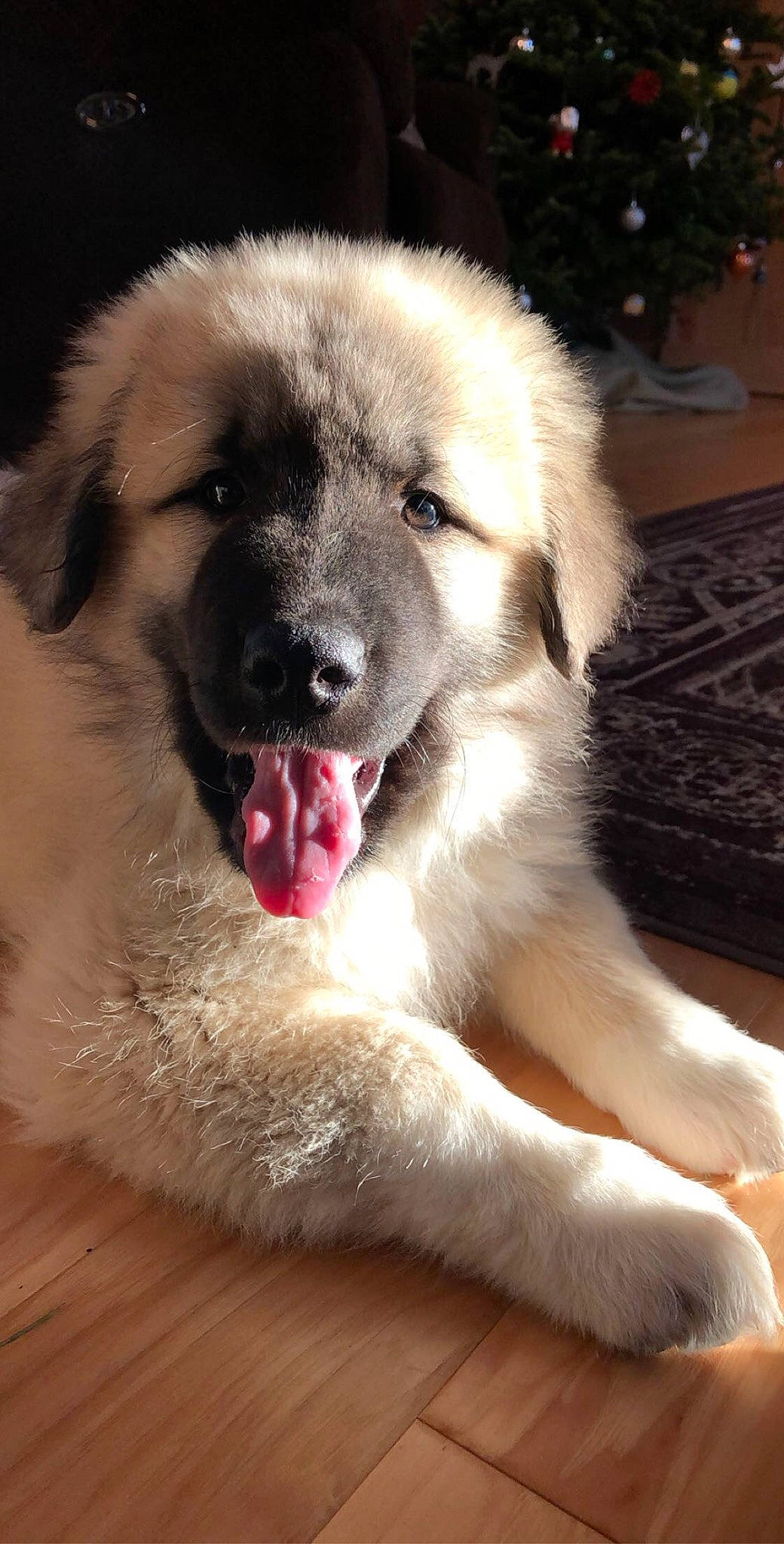 Torben is registered to the contest to win money with this photo: ancient_dog_breeds, canidae, carnivore, companion_dog, dog, dog_breed, fawn, fur, guard_dog, paw, snout, sporting_group, whiskers, working_dog