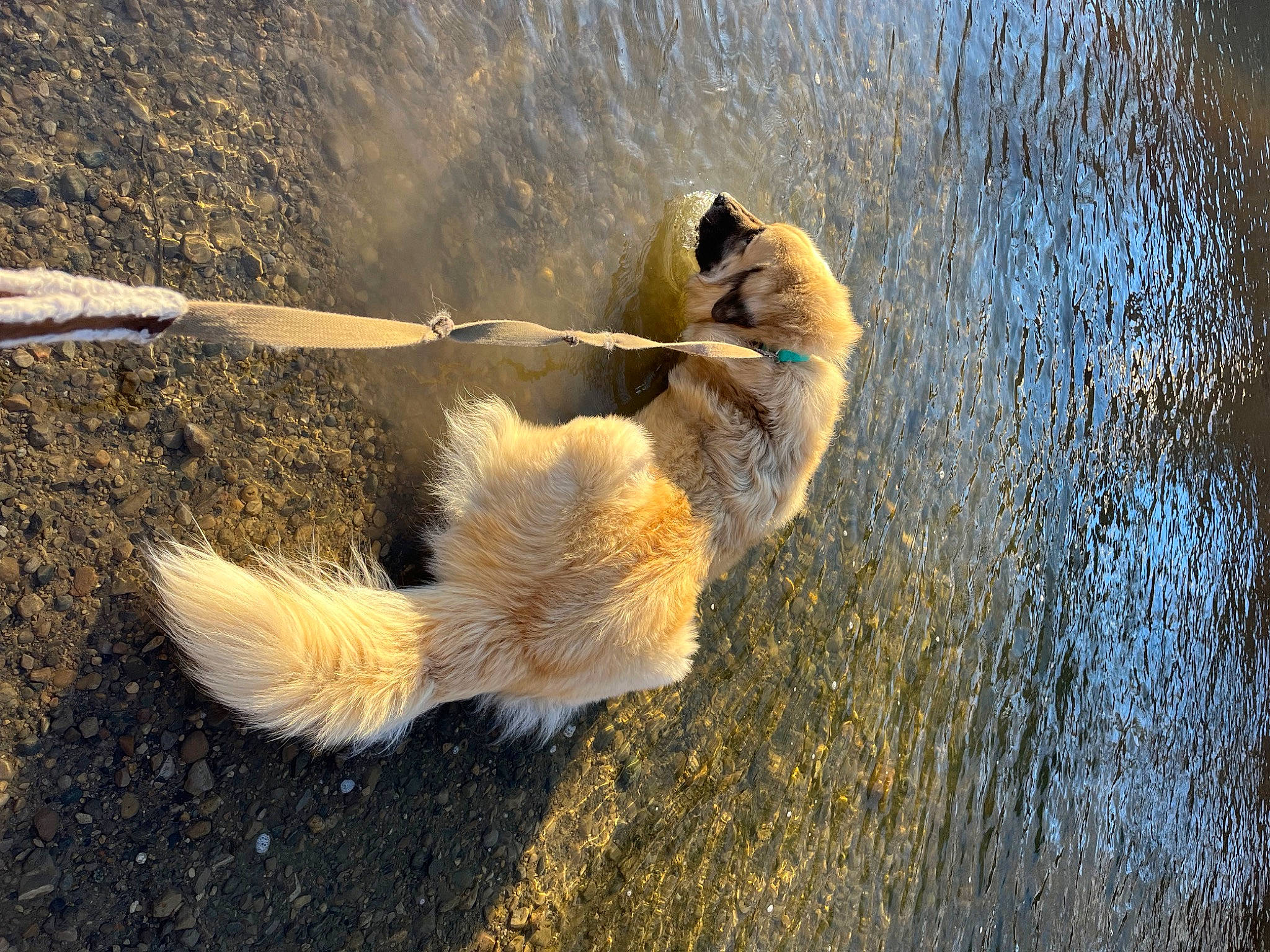 Torben is registered to the contest to win money with this photo: canidae, carnivore, dog, dog_breed, fawn, fur, lake, landscape, mammal, shadow, soil, sporting_group, squirrel, tail, terrestrial_animal, vertebrate, watch, water, wildlife, wood