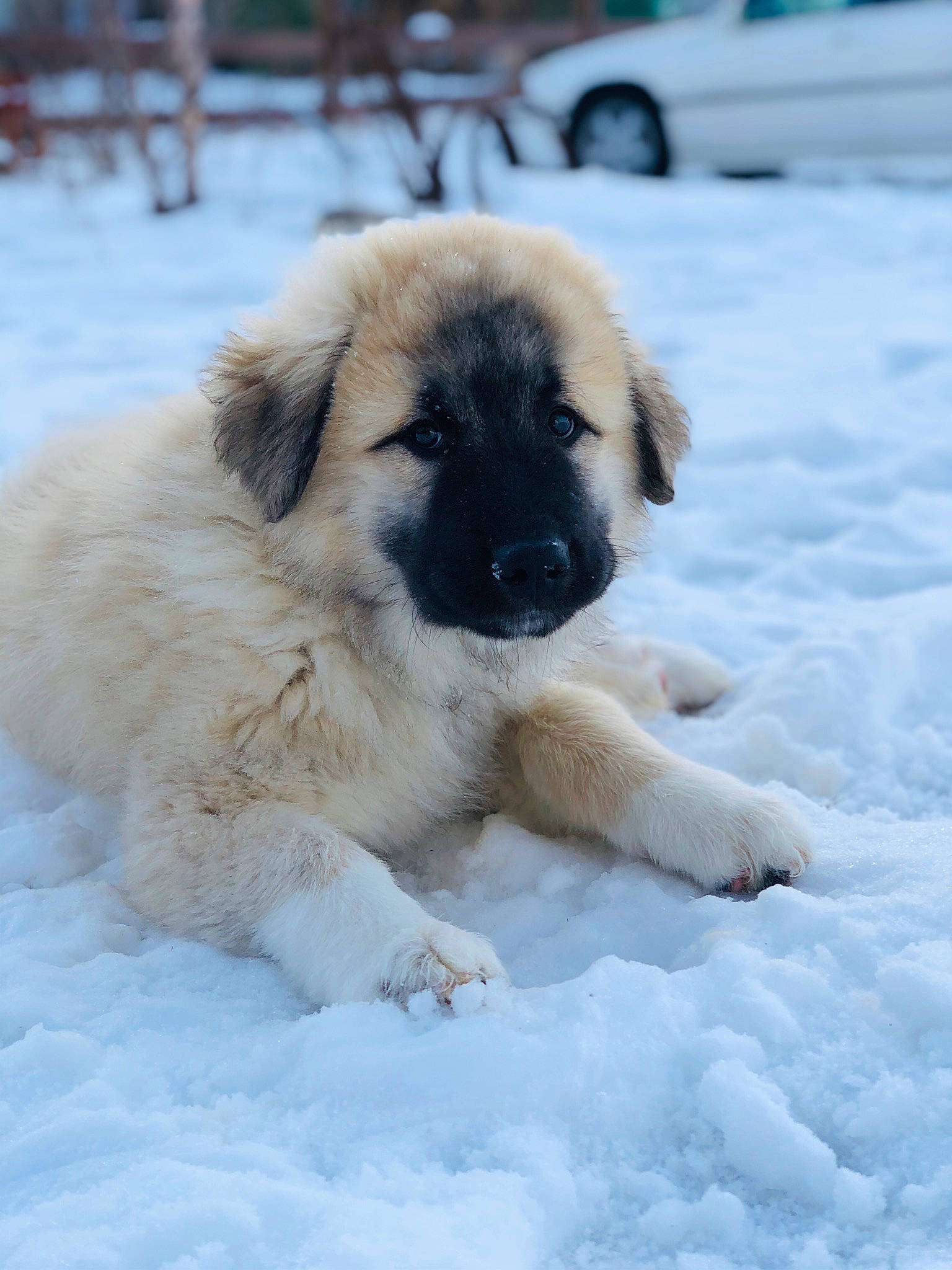 Torben joined the competition — help win amazing prizes! ancient_dog_breeds, canidae, carnivore, companion_dog, dog, dog_breed, fawn, freezing, fur, paw, puppy, snout, snow, sporting_group, tail, terrestrial_animal, whiskers, winter, working_animal, working_dog