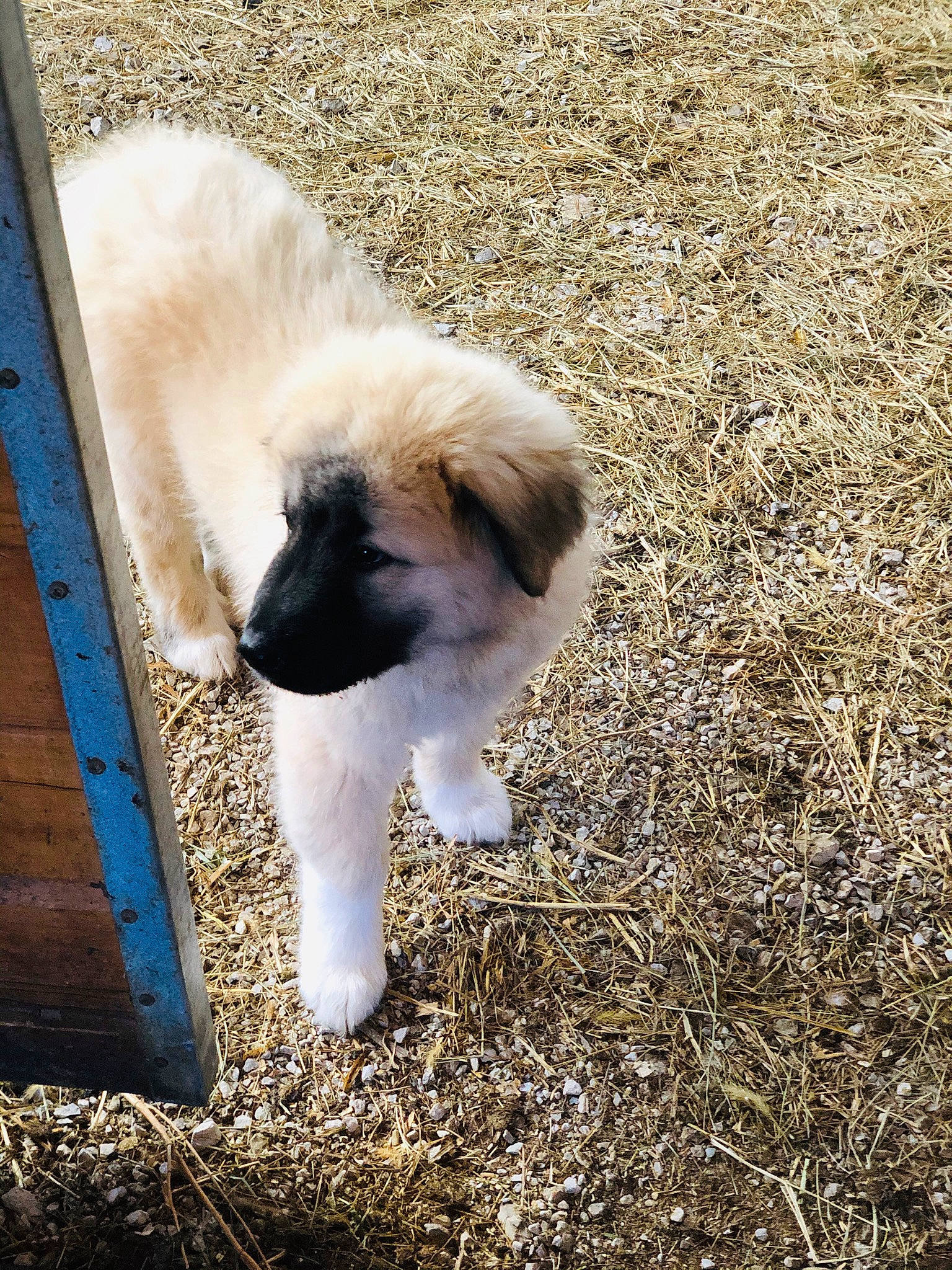 Torben is registered to the contest to win money with this photo: canidae, carnivore, companion_dog, dog, dog_breed, eye, fawn, fur, grass, non_sporting_group, plant, snout, soil, sporting_group, tail, terrestrial_animal, toy_dog, whiskers, working_animal