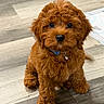 Angello is registered to the contest to win money with this photo: dog, puppy, fluffy, curly_fur, brown, caramel, sitting, portrait, pet, collar, blue_collar, indoors, floor, wood_floor, home, cute, adorable, front_view, animal, puppy_eyes