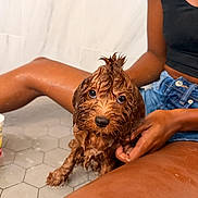 Angello joined the competition — help win amazing prizes! dog, puppy, wet_fur, curly_fur, brown_fur, sitting, pet, animal, portrait, close_up, adorable, eyes, nose, paws, bathroom, tiles, person, blue_shorts, necklace, indoor