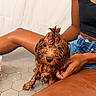 dog, puppy, wet_fur, curly_fur, brown_fur, sitting, pet, animal, portrait, close_up, adorable, eyes, nose, paws, bathroom, tiles, person, blue_shorts, necklace, indoor