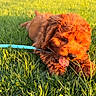Angello is registered to the contest to win money with this photo: puppy, dog, pet, fluffy, reddish_brown, curly_fur, outdoor, grass, lawn, sunlight, playing, chewing, grass_blade, blue_leash, yard, house, garden, closeup, animal, portrait