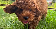 Angello joined the competition — help win amazing prizes! dog, puppy, apricot_coat, curly_fur, floppy_ears, open_mouth, tongue, running, playing, grass, outdoor, garden, yard, railway_tracks, tree, buildings, cloudy_sky, greenery, animal_portrait, happy