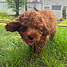 dog, puppy, apricot_coat, curly_fur, floppy_ears, open_mouth, tongue, running, playing, grass, outdoor, garden, yard, railway_tracks, tree, buildings, cloudy_sky, greenery, animal_portrait, happy