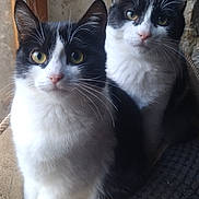 Mickey Et Minnie participe au concours pour gagner de l'argent avec cette photo : cat, black_and_white, feline, pets, indoor, window_light, curious, whiskers, fur, close_together, cute, animal, companion, sitting, two_cats, domestic_cat, alert, portrait, soft_light, cozy