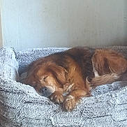 Rosie a rejoint le concours — aidez-le/la à gagner de superbes lots ! dog, sleeping, dog_bed, indoor, brown_fur, pet, resting, cozy, fur, canine, animal, home, relaxation, cute, paw, snout, bed, quiet, peaceful, companion